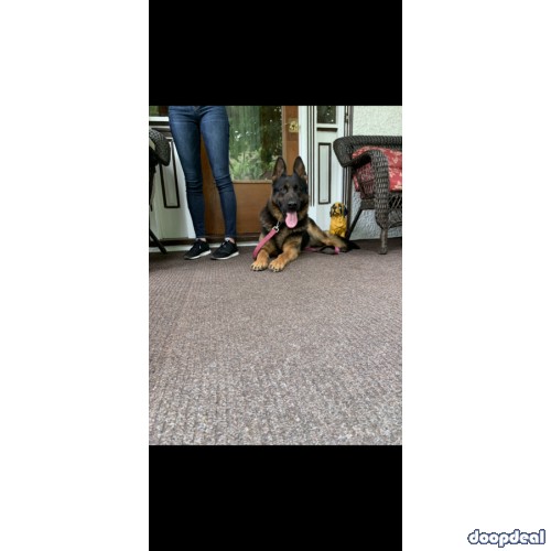 Purebred German shepherd puppies with AKC papers